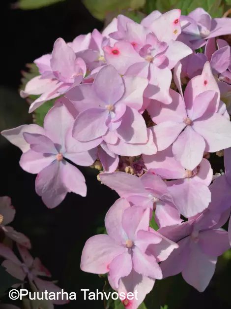 Safiirihortensia FLAIR & FLAVOURS® PINK SWEETHEARTS - Astiataimet - 6417189212225 - 1