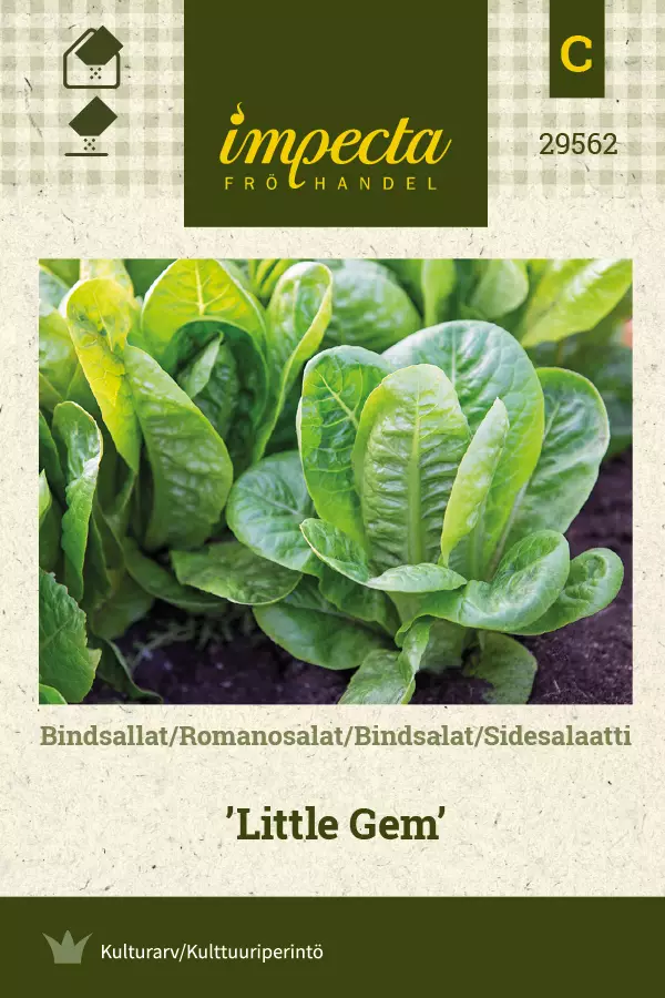 Salaatti, side- siemen - Annossiemenet - 7332756295625 - 1