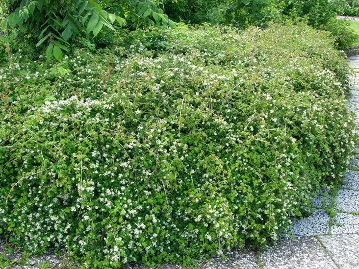 Seppelvarpu - Astiataimet - 3947925693535 - 1