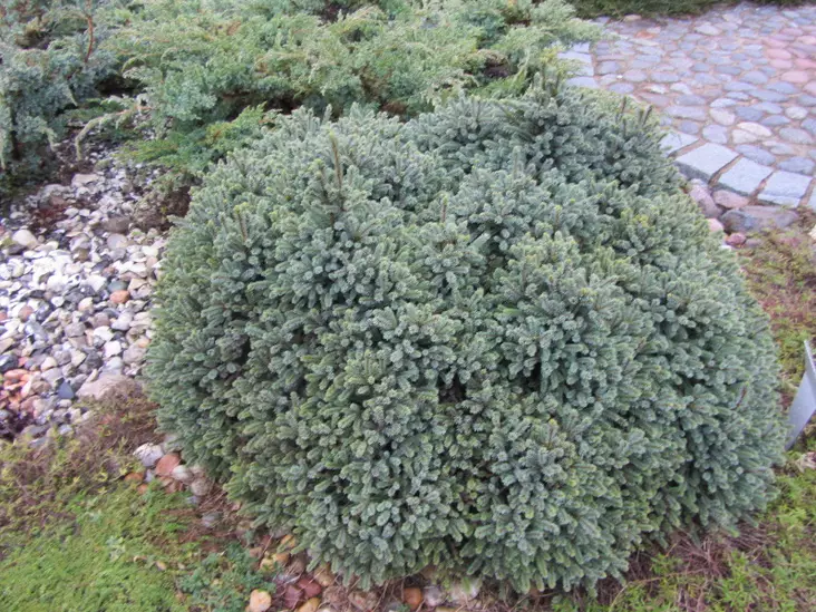 Siilivalkokuusi - Kuuset - AB10010011995 - 1