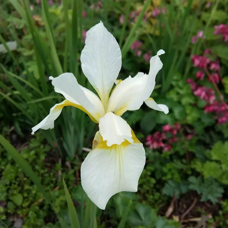 Siperiankurjenmiekka Snow Queen - Perennat - 6430019381175 - 1