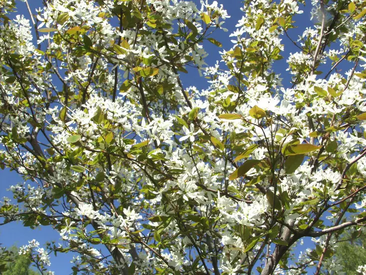 Sirotuomipihlaja - Astiataimet - 3940516106025 - 1