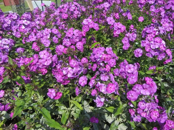 Syysleimu Osmo Heikinheimo - Perennat - 6417481277205 - 1