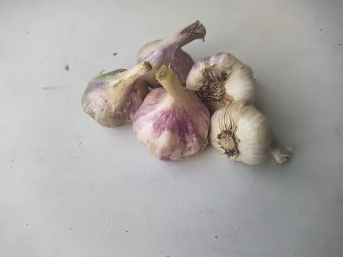 Talvivalkosipuli `Sabagold` - Istukassipulit - AB10010011085 - 1