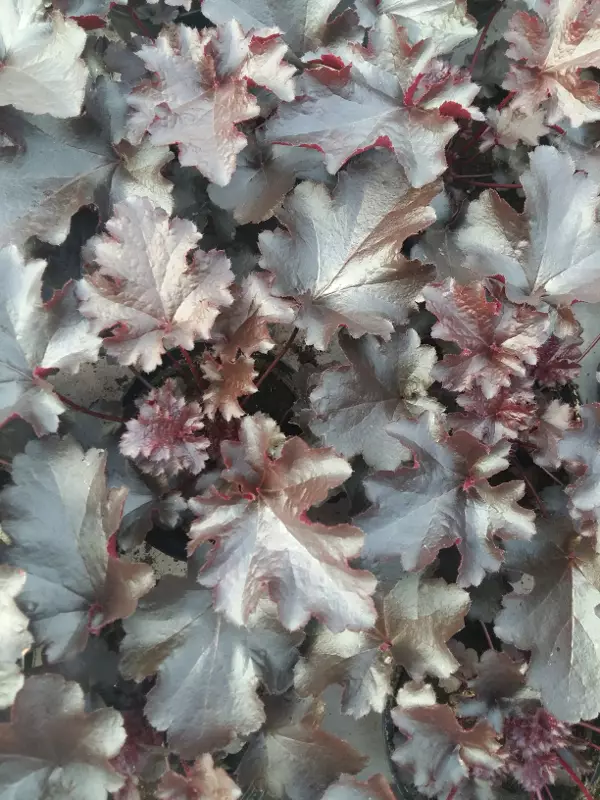 Tarhakeijunkukka Black Beauty - Perennat - AB10010010215 - 1