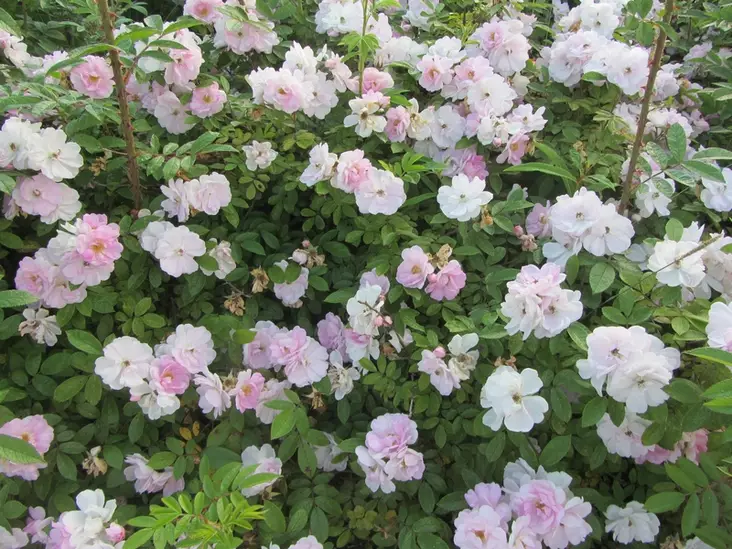 Tarhakurtturuusu Sointu FinE® - Pensasruusut - 3940564057225 - 1