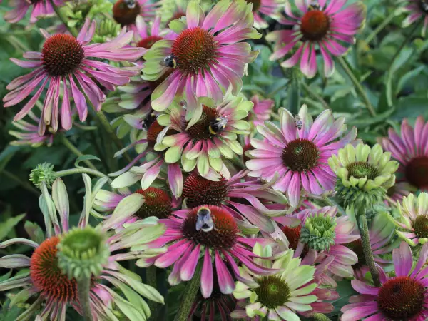 Tarhapunahattu Green Twister - Perennat - 6418362101145 - 1