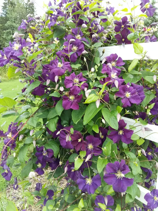 Tarhaviinikärhö Etoile Violette - Clematikset - 3940535252895 - 1