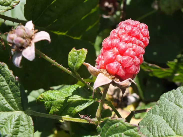 TeivavatukkaTayberry - Vadelmat - AB10010010255 - 1