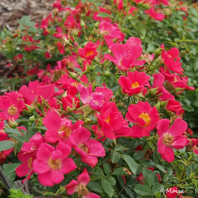 Tommelise maanpeiteruusu - Ryhmäruusut oma tuotanto - AB10010011375 - 1