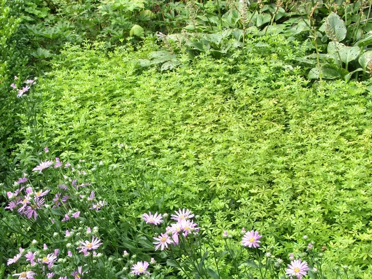 Tuoksumatara - Perennat - 6417481277175 - 1