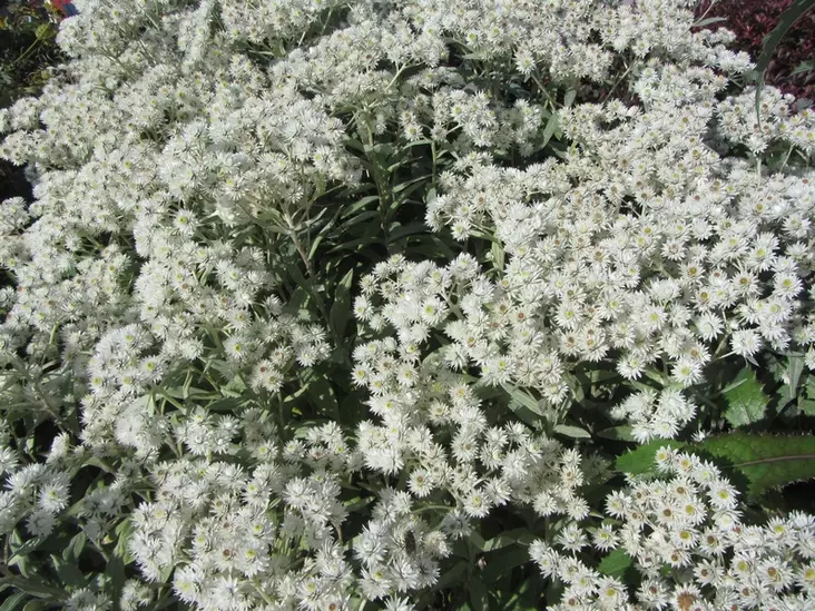 Villanukkajäkkärä - Perennat - 6430019382745 - 1