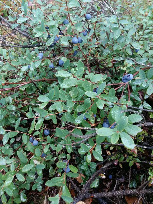 Juolukka Vaccinium Uliginosum Luonnon Kanta Pinsi n Taimiston Juolukka Vaccinium Uliginosum Luonnon Kanta Pinsi n Taimiston