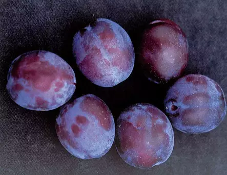 Luumu Sinikka FinE® 8-10 - Satoikäiset - AB10010010936 - 1