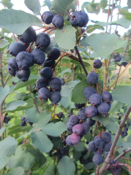 Marjatuomipihlaja FinE® Northline - Muut marjakasvit - AB10010010966 - 1