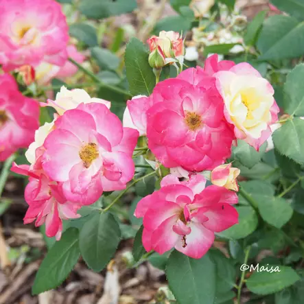 Campfire Kanada-ruusu - Kanadalaiset ruusut - AB10010010996 - 1