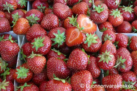 Mansikka Marketta LTK 66 kpl - Mansikat - AB10010012046 - 1