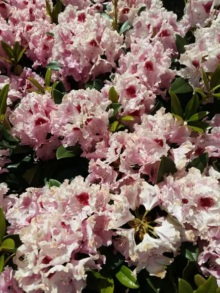 Alppiruusu Royal Butterfly 30-40 - Alppiruusut - AB10010010426 - 1