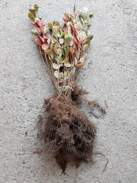 Aronia aita - Avojuuriset aitakoon taimet - 3940533703016 - 2