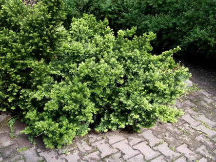 Euroopanmarjakuusi Repandens - Marjakuuset - AB10010012236 - 1