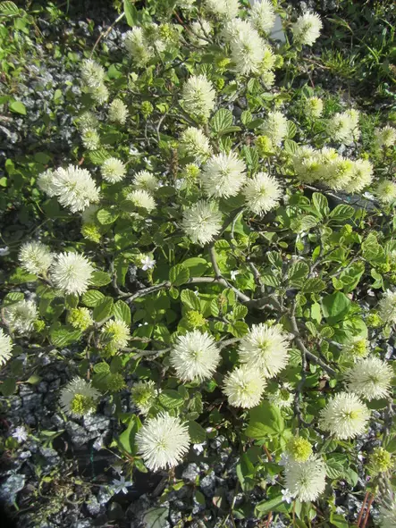 Isohöyhenpensas - Astiataimet - 3940516091796 - 1