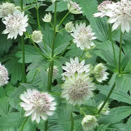 Isotähtiputki Shaggy - Perennat - 6430019383896 - 1