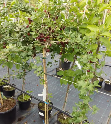 Karviainen runko 90 Lepaan Punainen - Karviaiset - AB10010010986 - 1