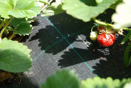 Katekangas, leveys 4 m taitettu - Katekankaat - 6430040624876 - 1