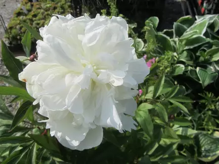 Kiinanpioni Duchesse de Nemours - Pionit - 6417481280946 - 1