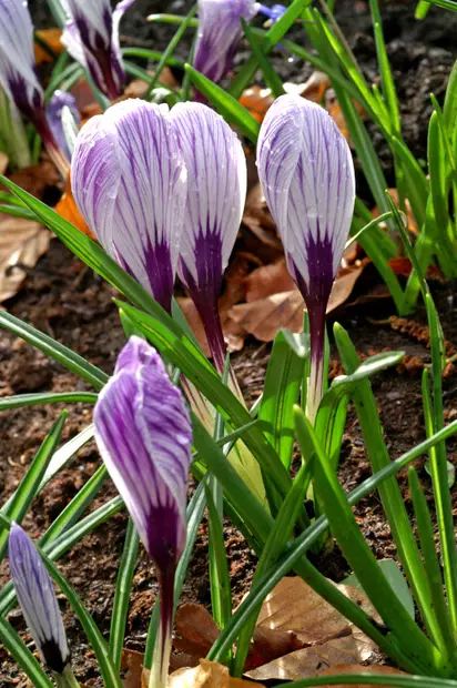 Krookus/Kevätsahrami `Pickwick` - Krookukset - 3942586546466 - 1