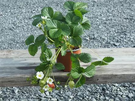 Mansikka Ria satotaimi - Mansikat - AB10010010366 - 1