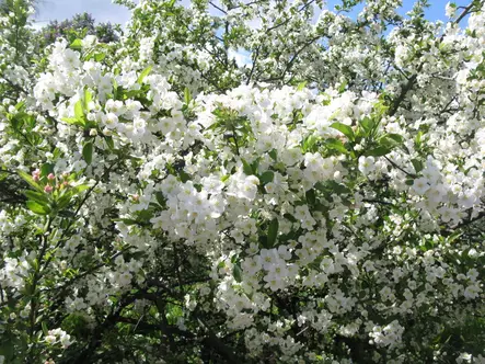 Helmiomenapensas 100-200 - Pikkupuut / rungolliset pensaat - 3952734232936 - 1