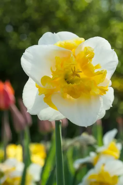 Narsissi `Love Call` - Narsissit - AB10010012356 - 1