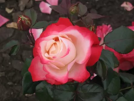 Nostalgie Tantop Royal - Ryhmäruusut - 4015319905256 - 1