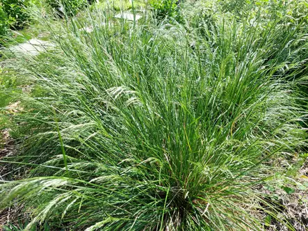 Nurmilauha Bronzeschleier - Koristeheinät - AB10010010536 - 1