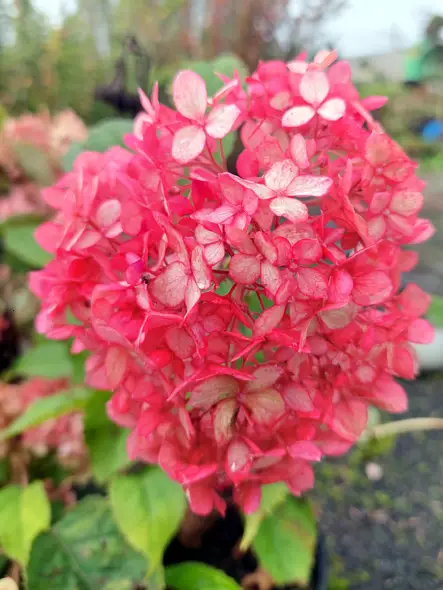 Pallohortensia Ruby Annabelle® - Astiataimet - AB10010011196 - 1