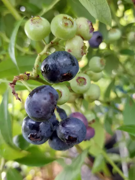 Aaronmustikka Goldtraube 71 - Mustikat - 3956473934786 - 1