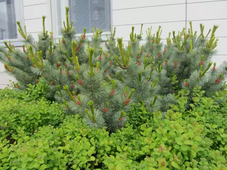 Pensassembra Glauca - Männyt - AB10010012346 - 1