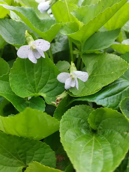 Perhosorvokki - Perennat - 6417481282636 - 1