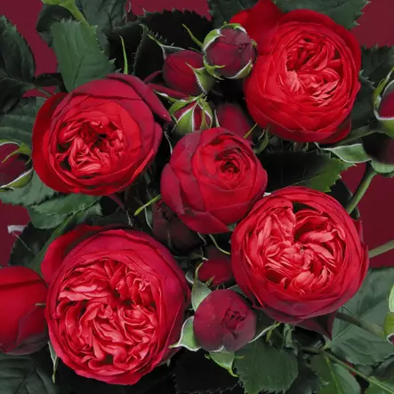 Piano Tantop Royal - Ryhmäruusut - 4015319919826 - 1