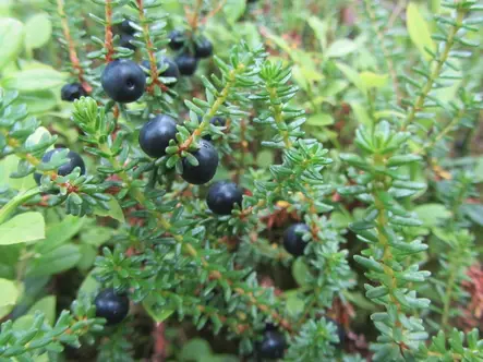 Pohjanvariksenmarja - Muut marjakasvit - 6430025008356 - 1