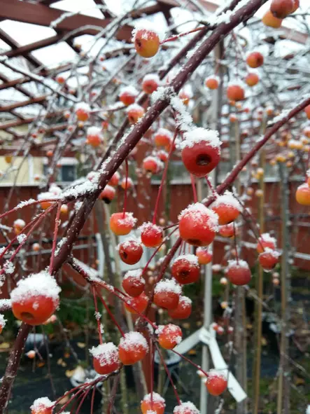 Riippamarjaomenapuu Pendula 180-200 - Riippapuut - AB10010010286 - 2