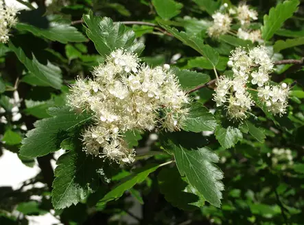 Ruotsinpihlaja - Lehtipuut - AB10010012166 - 1