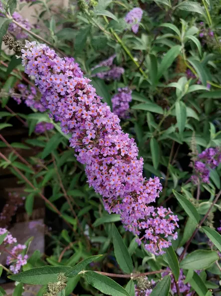 Syyssyrikkä Ile de France - Astiataimet - AB10010011076 - 1