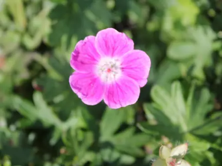 Verikurjenpolvi Elke - Perennat - 6417481281936 - 1