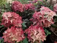 Japaninhortensia Groundbreaker®Ruby - Astiataimet - AB10010012096 - 1