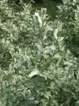 Lännenhopeapensas - Astiataimet - 3940516088246 - 1