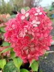 Pallohortensia Ruby Annabelle® - Astiataimet - AB10010011196 - 1