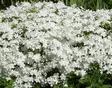 Sammalleimu Maischnee - Perennat - 6430019381656 - 1