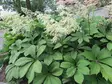 Sormivaleangervo - Perennat - 6417481273016 - 1